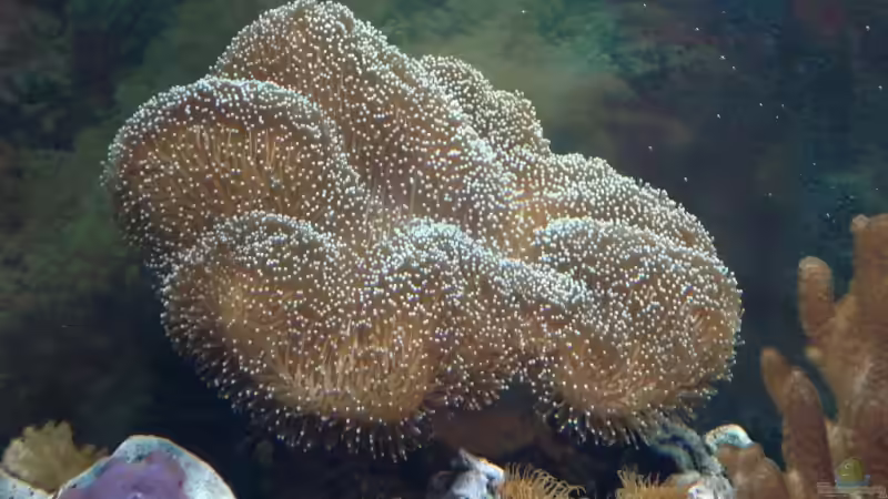 Lederkoralle von Mario Dorner (22)