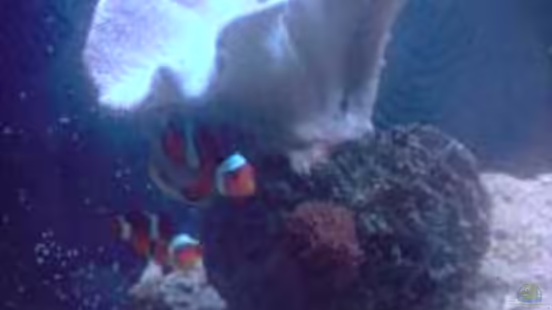 Lederkoralle von tigger69 (13)