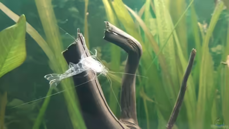 leere Hülle gut erhalten von Kaddi (22)