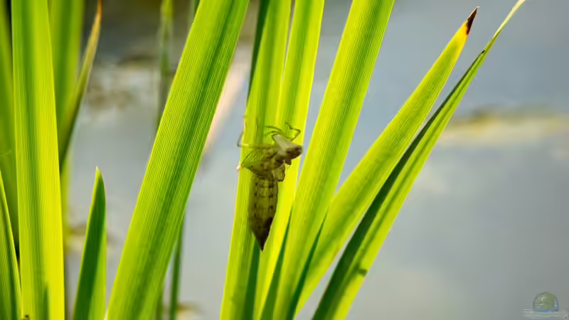 Leere Larvenhülle eines Plattbauches 04.06.2019 von Acki50 (64)