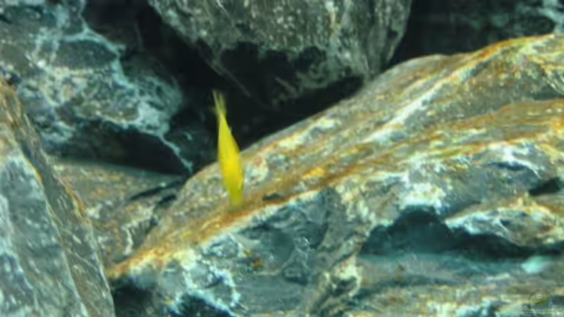 Legga Aufwuchs von THORS10 (17)