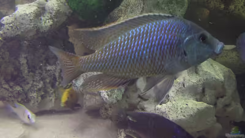 Lehtrinus Lentrinops von Mario Latschein (13)