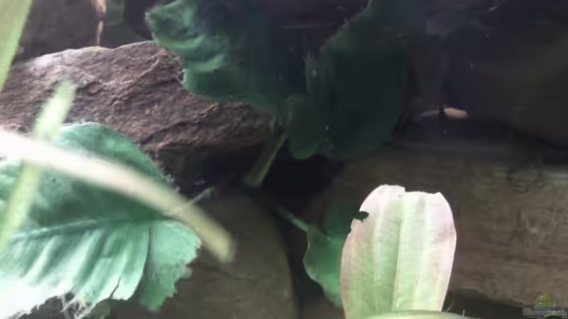 leicht gerupfter Anubias Steckling von mikael38 (12)