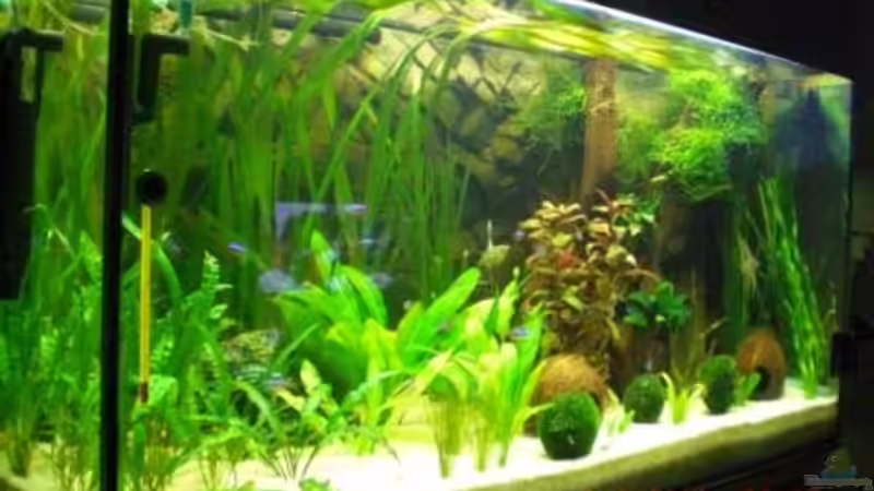 leicht von Links fotografiert von Holzi (2)