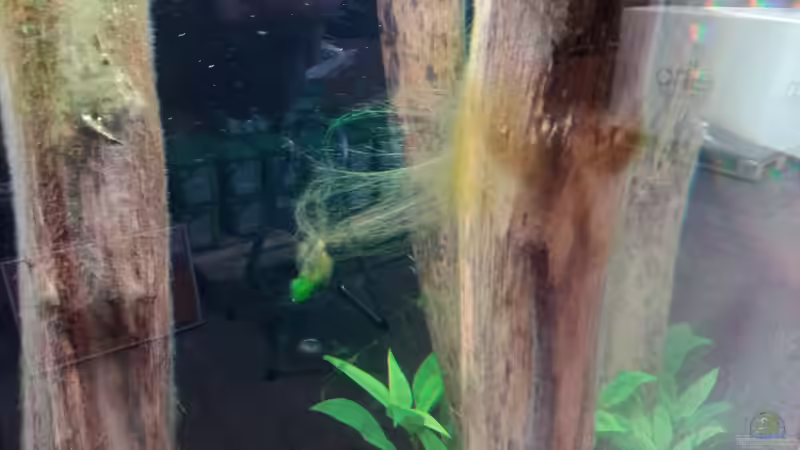 leichte Algenplage ^^ von Torsten Bullmahn (40)