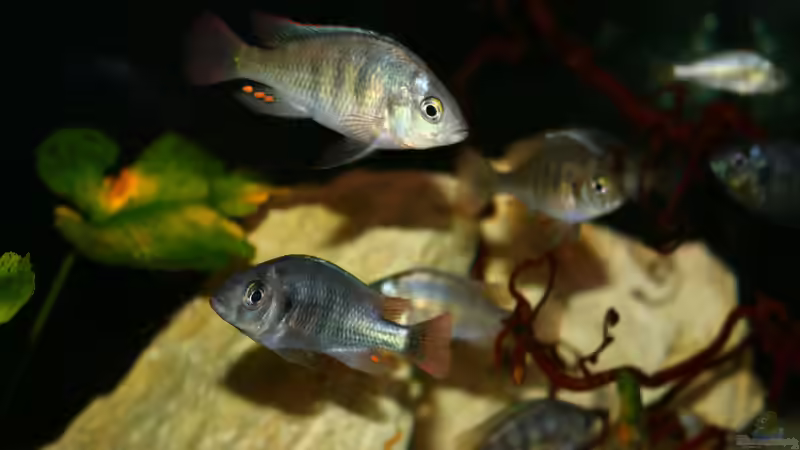 Leichtes Einfärben erkennbar von tonisafricancichlids (18)
