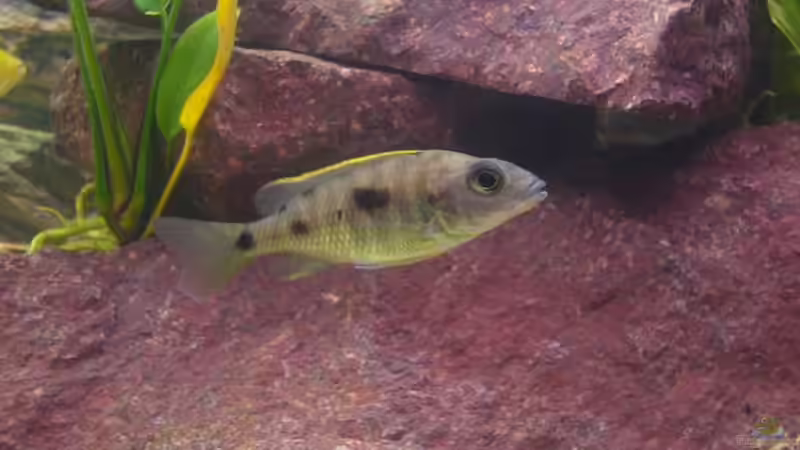 leider alleine von Michael Fischer (9)