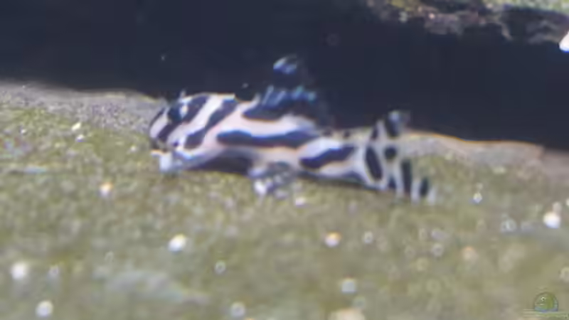 Leider auch unscharf, aber die ganz kleinen Zebras sind schwer zu fotographieren, von Thomas De Vries (8)