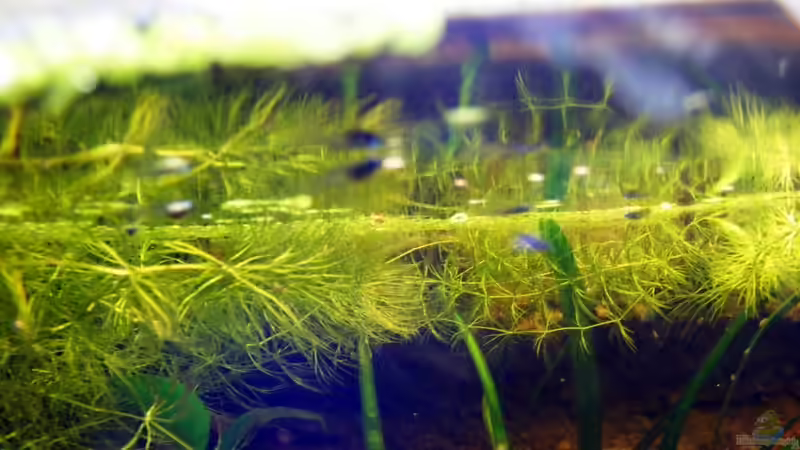 Leider bekomm ich die kleinen nicht so scharf... von Falk (75)