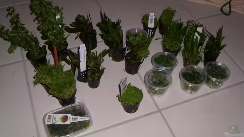 Leider doch zuviel gekauft... von tsmeey (9)