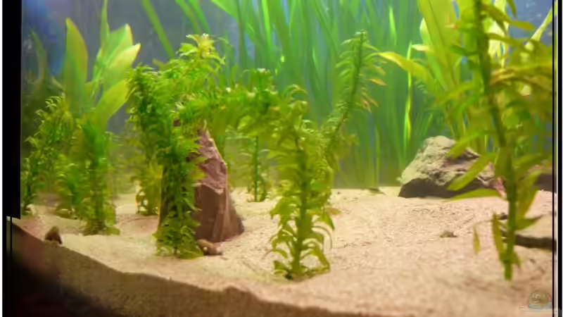 Leider ein wenig zu klein geraten der Stein von Leinad78 (3)