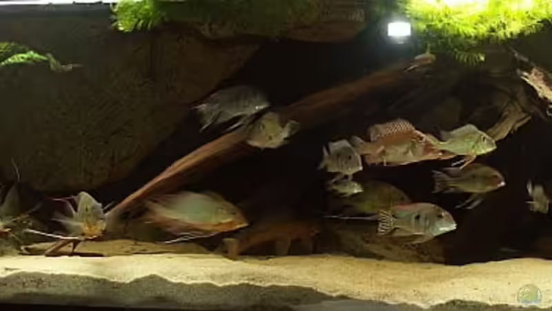 Leider eine etwas ältere Aufnahme vom April 2007 von ajot (3)