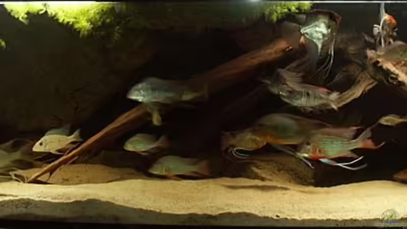 Leider eine etwas ältere Aufnahme vom April 2007 von ajot (4)