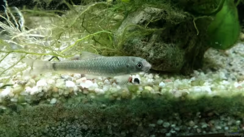 Leider eine Saugbarbe schon von Anfang an verletzt von Timo Aqua (10)