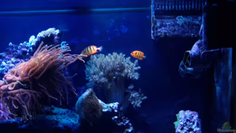 leider etwas unscharf....die ersten Bilder vom kleinen Loriculus von .uschi (41)