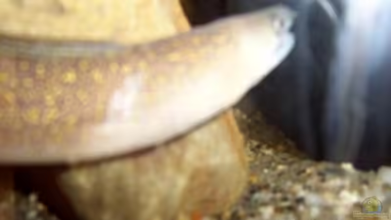 Leider etwas unscharf - Muräne aus der Nähe