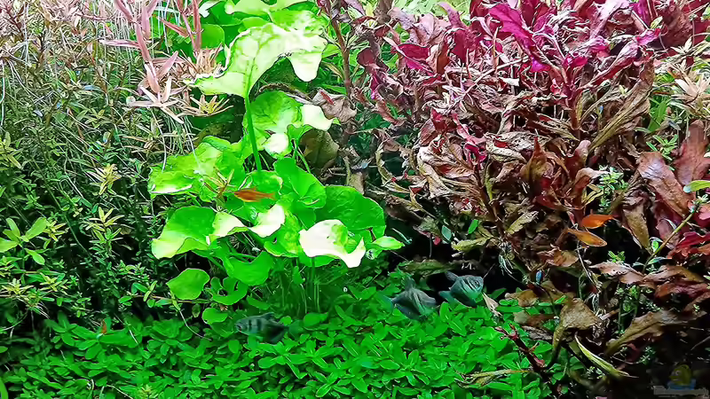 leider haben meine Garnelen immer mehr Appetit auf meine Pflanzen! von odin 68 (74)