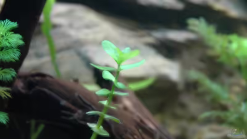 leider hält kein fisch so richtig still zum ablichten :( von marciii1985 (6)