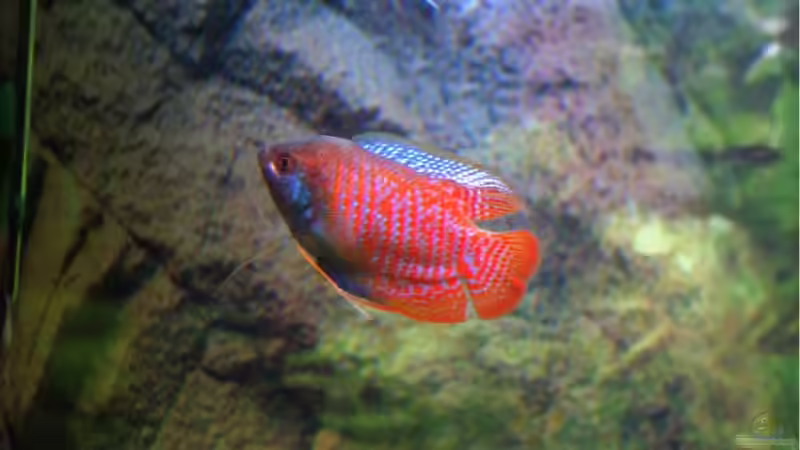 leider im April verstorben :( von wasserspaß (13)