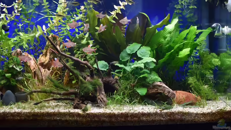 Leider immer noch Fadenalgen im Becken :-( von Acki50 (11)