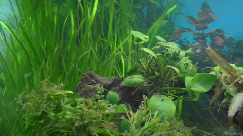 leider in der scheibe kratzer (gebraucht gekauft aber stört mich nicht) von Die Juli (9)