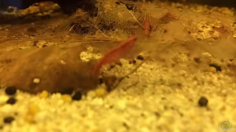 Leider ist die Auflösung des Bildes nicht sehr gut und man sieht die schöne, rote von Helga Kury (6)