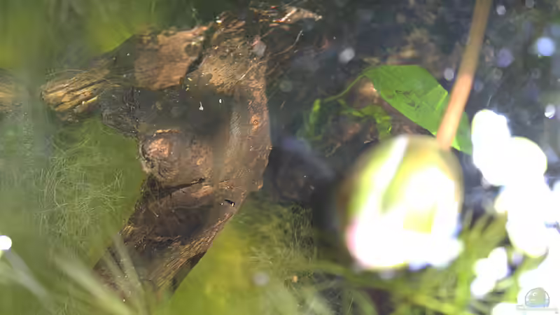 Leider ist die erste Seerosenblüte schon nach wenigen Tagen verblüht. von Laufilauf (22)