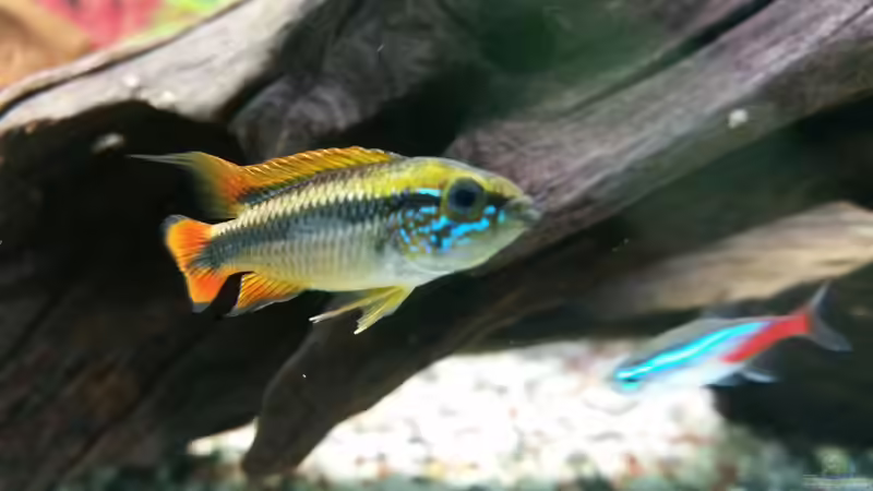 leider ist er nicht mehr. von SvenDerGroße (19)