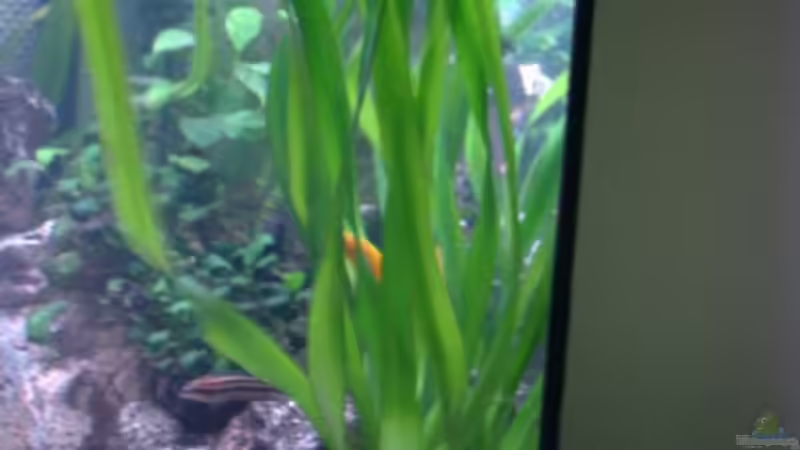 leider ist mir der Name dieser Pflanze nicht bekannt von Aqua92 (7)