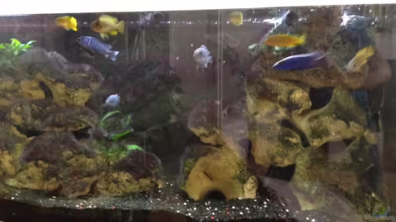 leider nen bisl unscharf und überbelichtet, aber hier sieht man mal fast alle Bewohner. von Mueller76 (16)