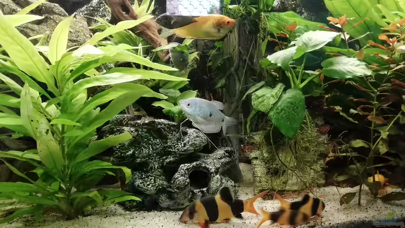 Leider nicht die komplette Gruppe von Chinese Inai (43)