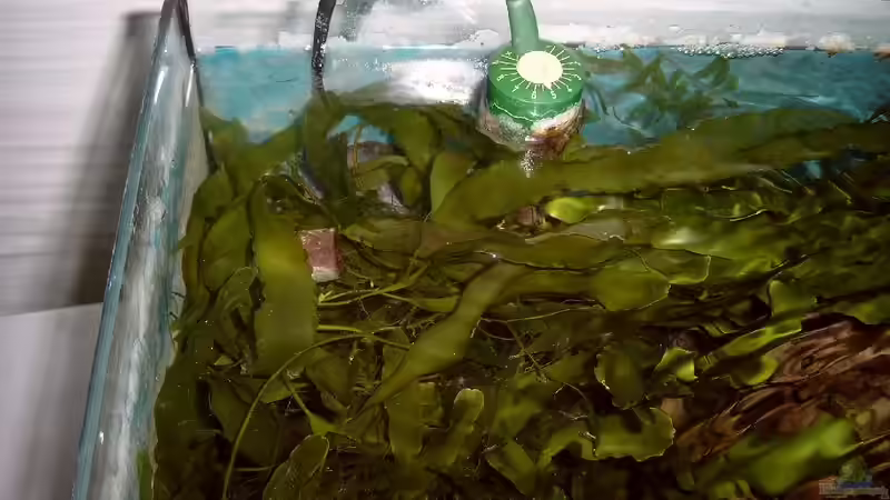 Leider nicht viel zu sehen von der Strömungspumpe von Christian Dresel (7)