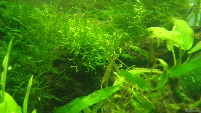 Leider noch etwas unklar, aber ich werde bessere Fotos erstellen. Versprochen. von SeLo (10)