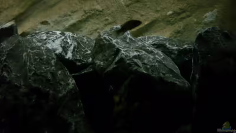 leider nur ein schatten^^ von Julien Preuß (18)