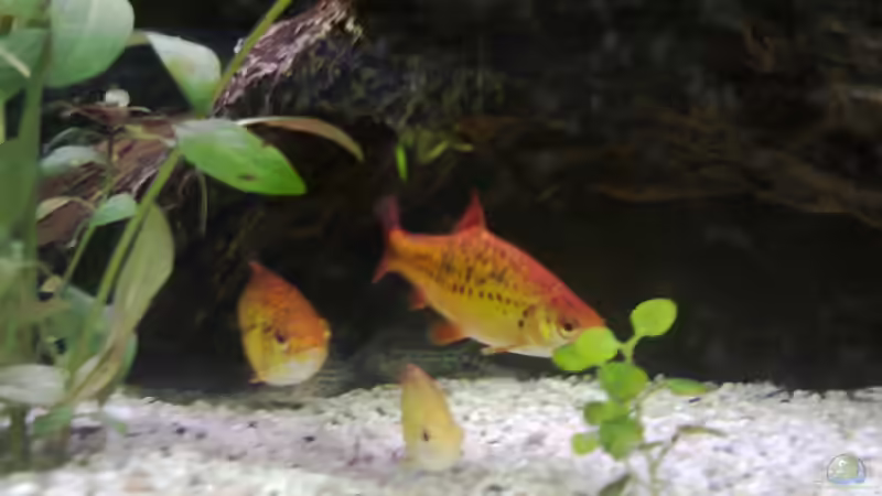 Leider nur mehr zu dritt von Katerina Schöbella (36)