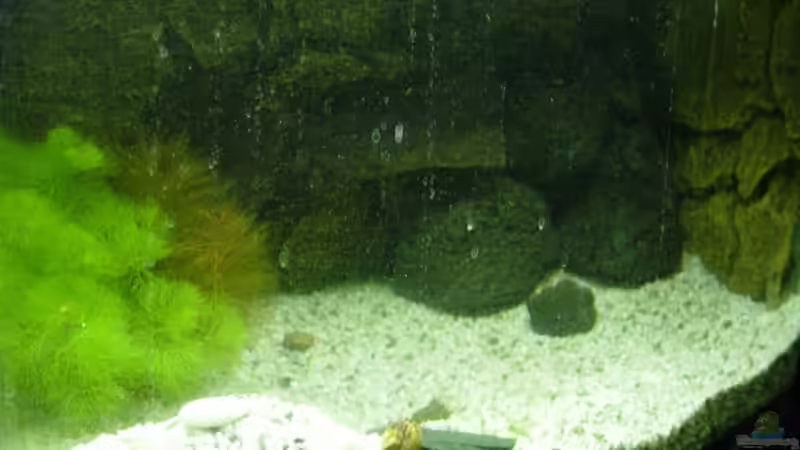 Leider schlecht beleuchtet da mir die topic leuchte gerade durchgebrannt ist von Benjamin Sälzer (2)