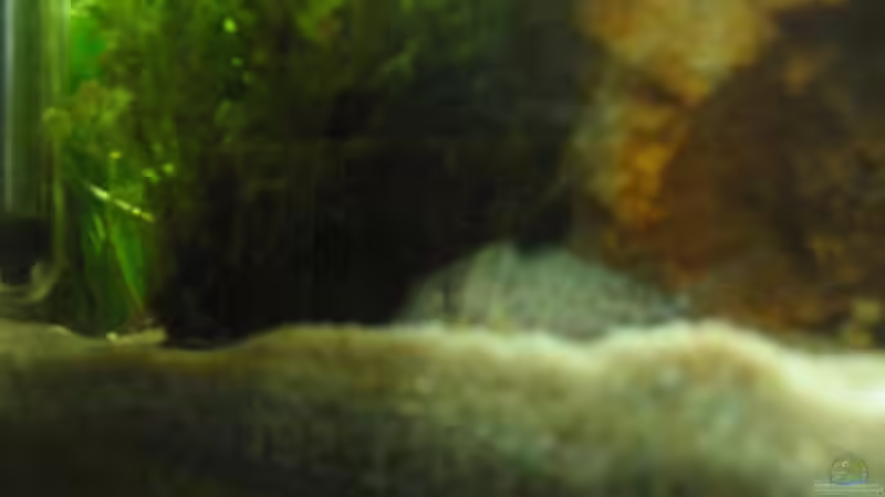 leider sehr unscharf:( aber mit ein wenig fantasie erkennbar ;) von julchen (14)