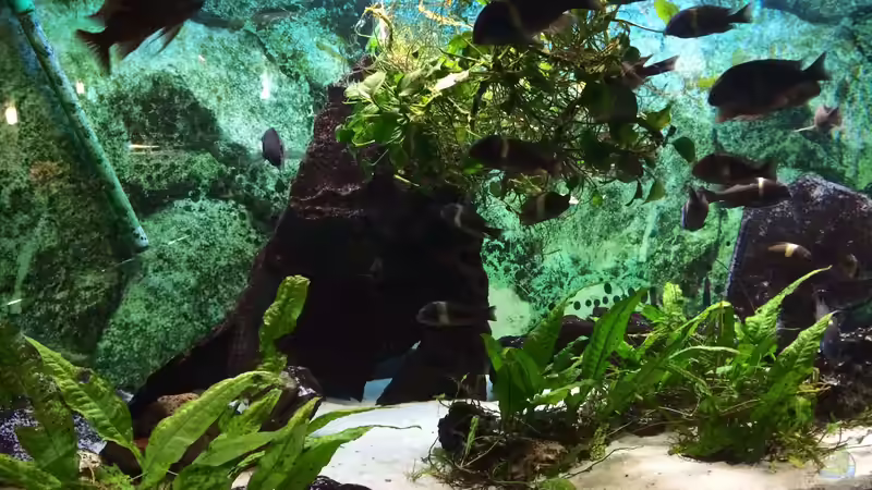 Leider sieht man die schönen, gelblich-weißen Streifen aufgrund der Licht-Verhältnisse von Helga Kury (3)