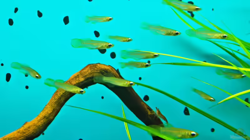 Leider sind die Leuchtaugenfische schwer vor die Linse zu bekommen von Kill-Bill (8)