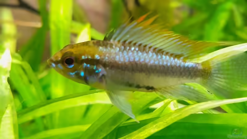 leider tot - schade von Markus J. (21)