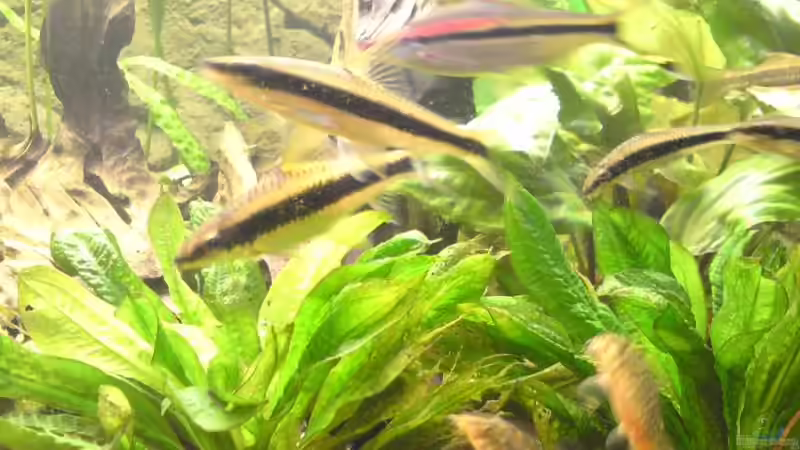 leider unnscharf - Rüsselbarben + Schmerlen von Aquathor (11)