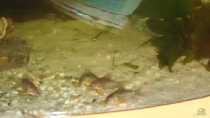 Leider unscharf , aber auch die Orangflossen haben sich gut eingelebt von atom010 (54)