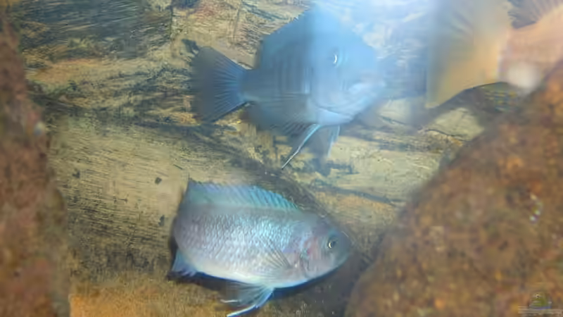 leider verblitzt aber gestochen scharf von Michael Fischer (12)