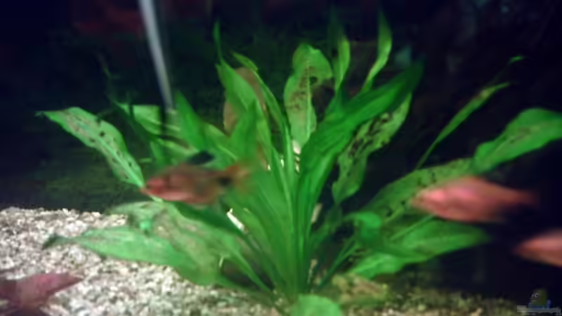 Leider von den Welsen angefressen von Sascha.L (5)