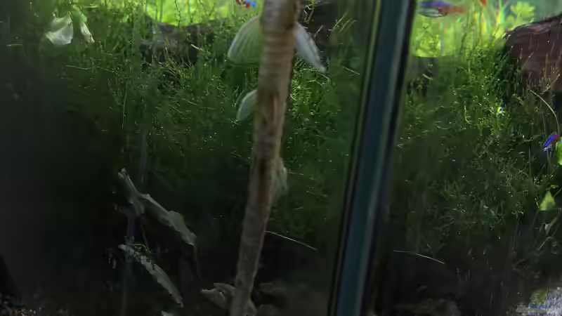 Einrichtungsbeispiele mit Hexenwelsen (Rineloricaria fallax)