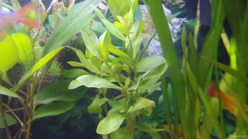 Leider weiß ich deren Name nicht von Cia (6)