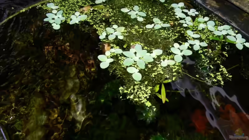 Leider wuchern die anderen Schwimmpflanzen immer wieder die Riccia zu von René Leubecher (9)