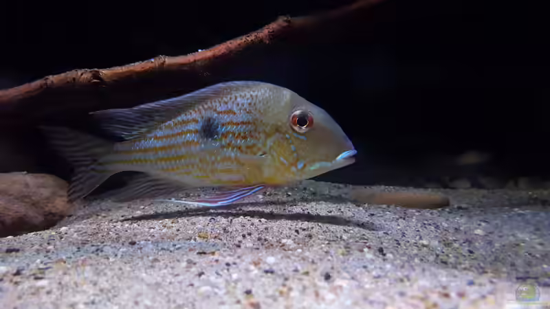 Leitbock  von Südamerika Aquanaut (37)