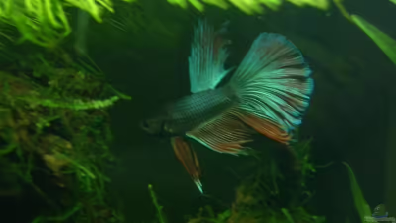 Lek Adonis von Lewino (10)