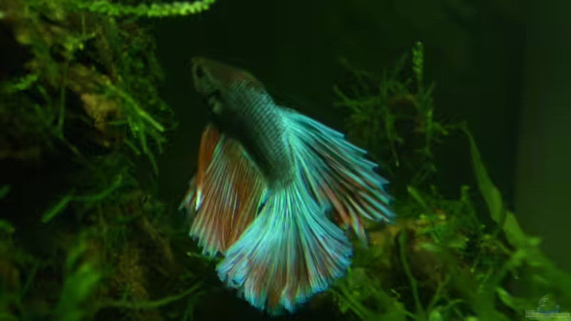 Lek Adonis von Lewino (9)